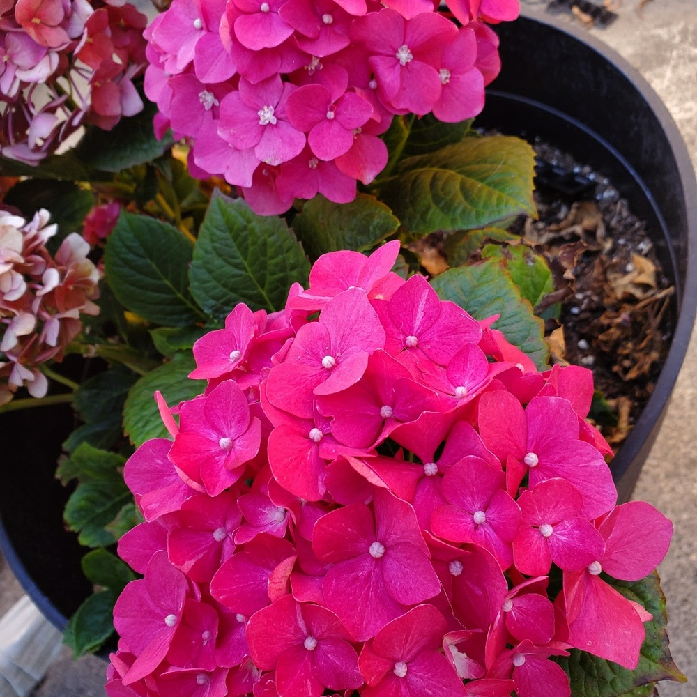 Meet your Posher, Maria